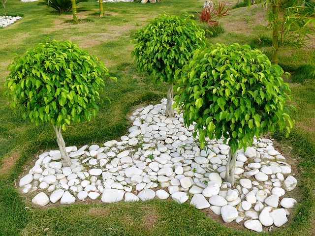 ficus benjamin