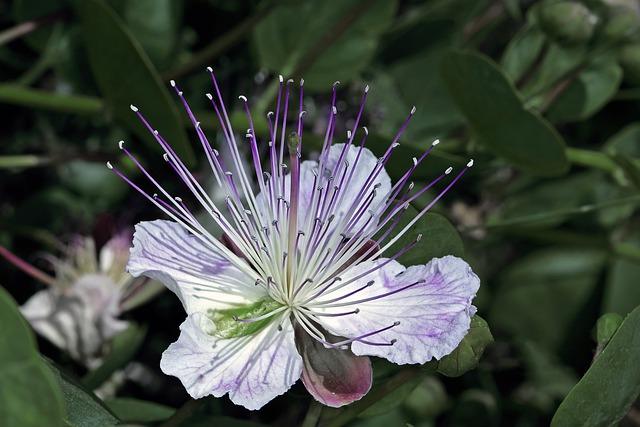 pianta cappero