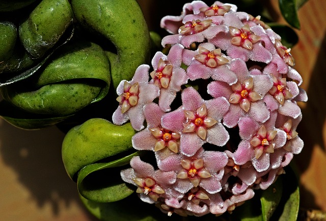 fiori di cera