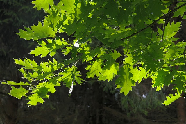 alberi da ombra crescita veloce