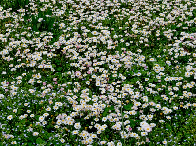 fiori primaverili