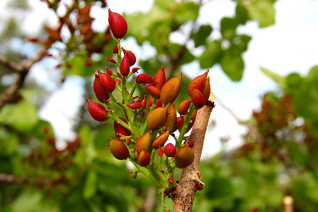 pistacchio autofertile