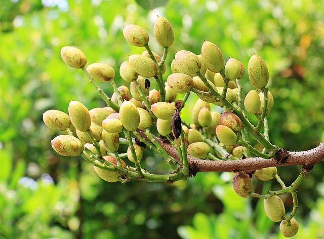pistacchio autofertile