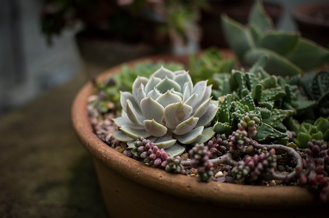 ciotole fiori primaverili