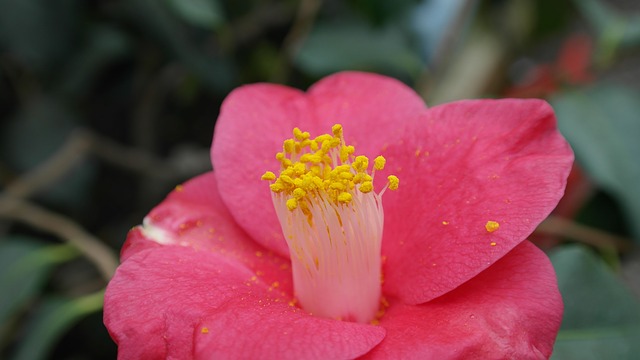 camelia japonica