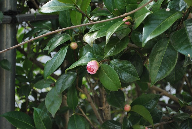 camelia japonica
