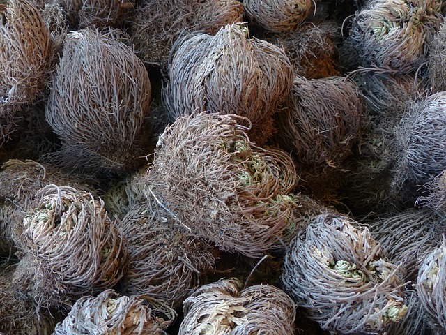 rosa di gerico