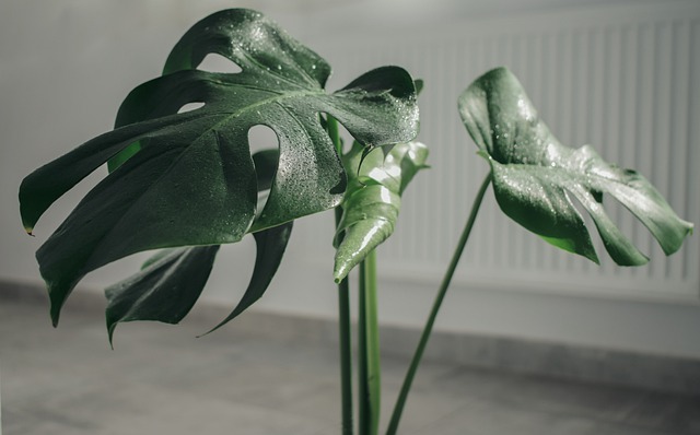 monstera in appartamento