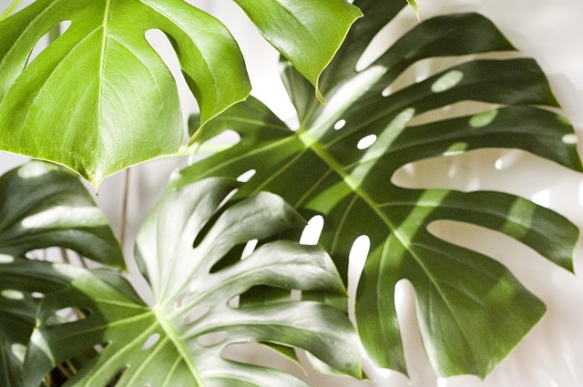 foglia di monstera