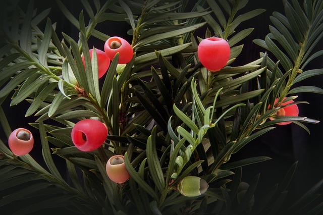 tasso pianta