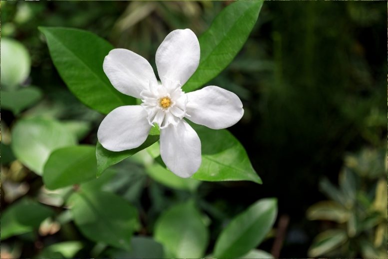 Gelsomino Madagascar