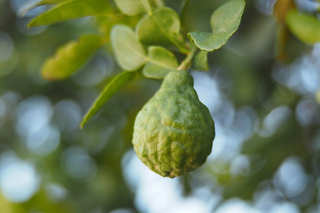 frutto del bergamotto