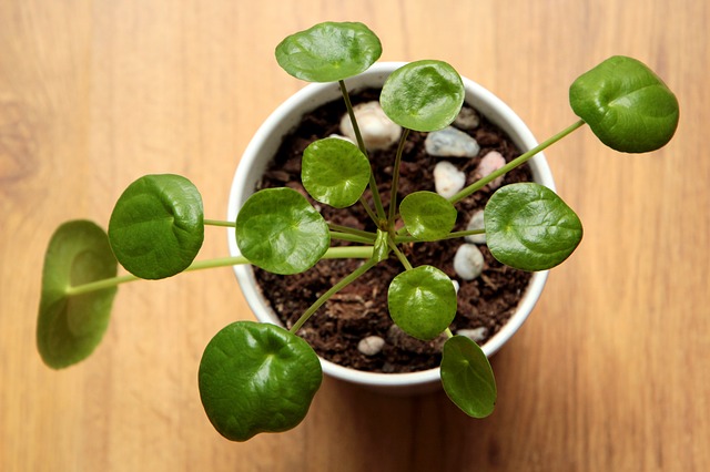 Pianta delle monete in appartamento