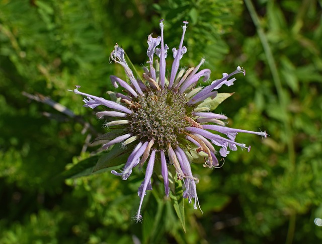fiore del bergamotto