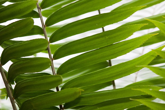 La zamia è una pianta d'appartamento