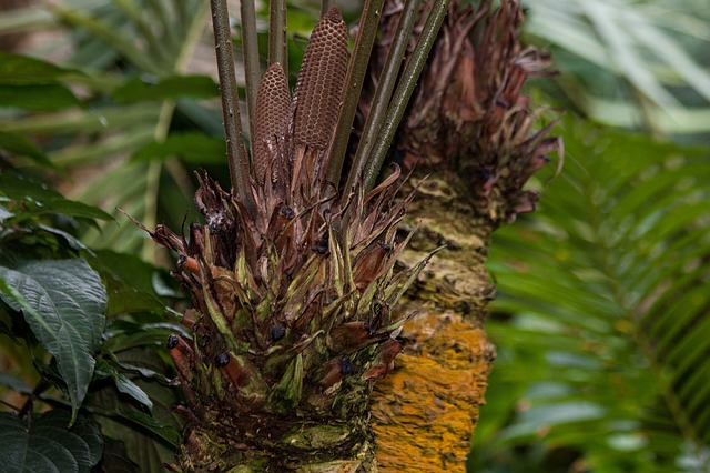 Zamia all'aperto