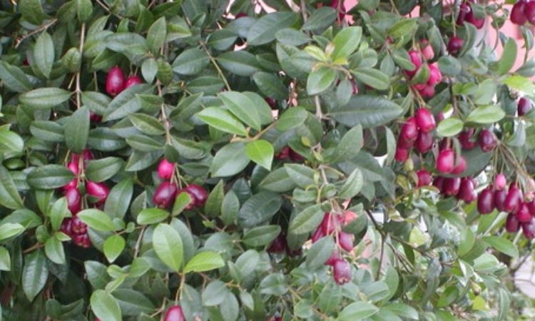 I frutti dell'Eugenia