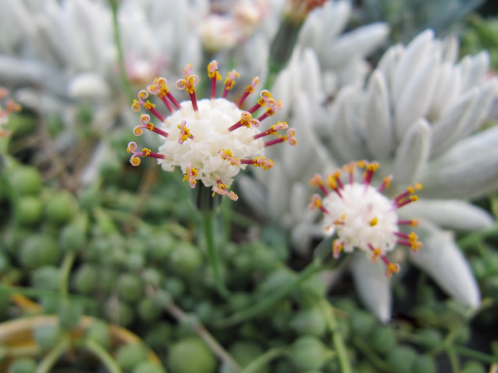 Fiore della pianta del rosario