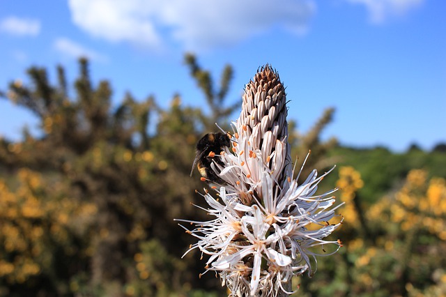 Asfodelo nella macchia mediterranea