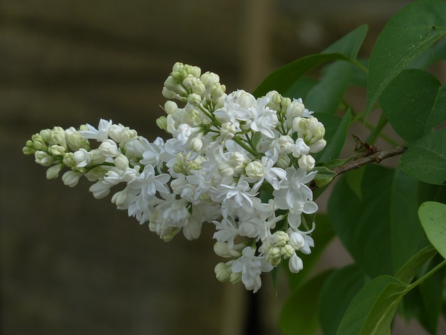 Fiori di Lilla bianchi