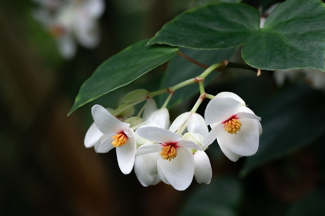fiori delle begoniette