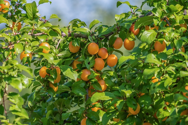 mirabolano