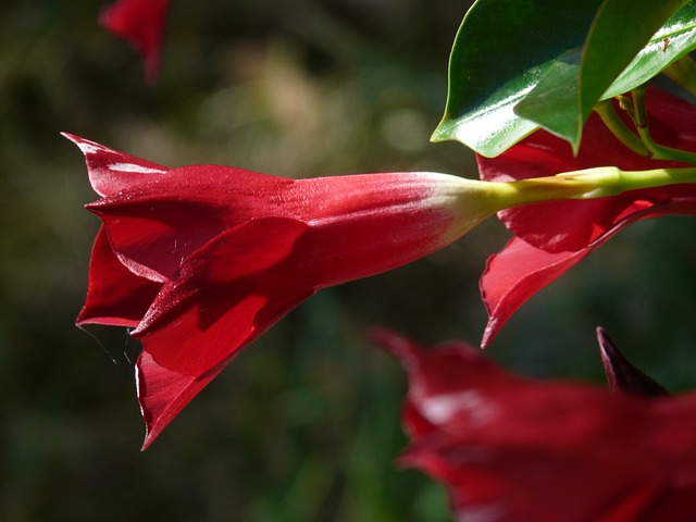 Il fiore della dipladenia rossa 