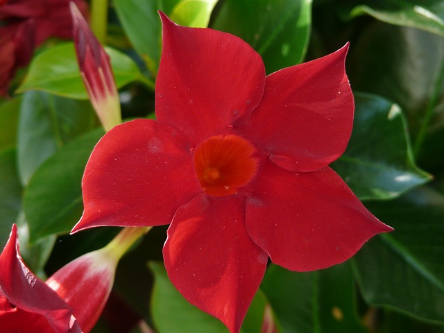 Mandevilla rossa