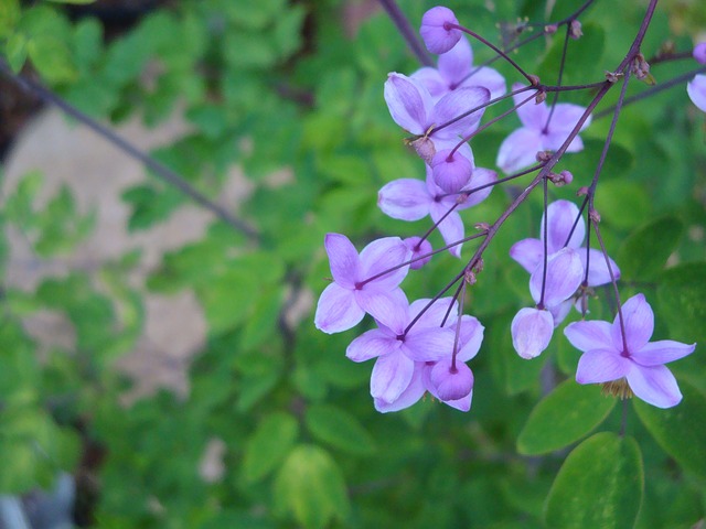I fiori di ruta
