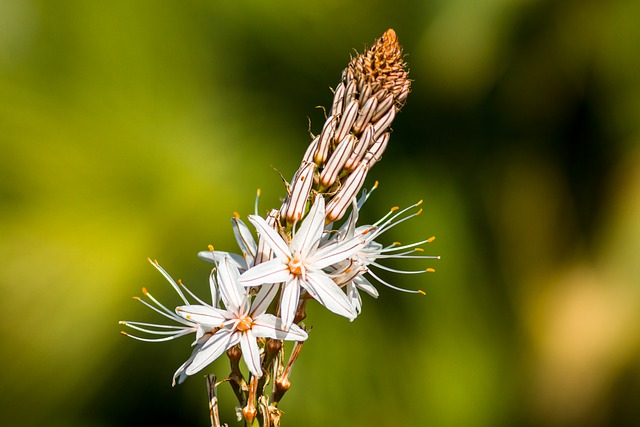 Asfodelo bianco