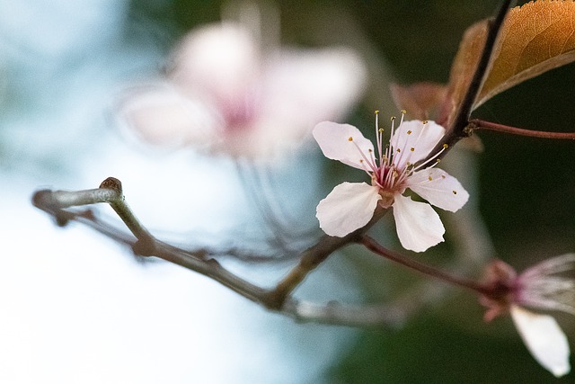 Il fiore del ciliegio giapponese
