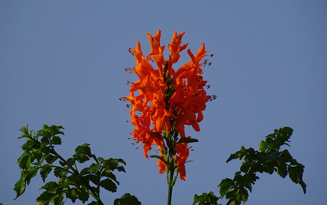 La bignonia rossa