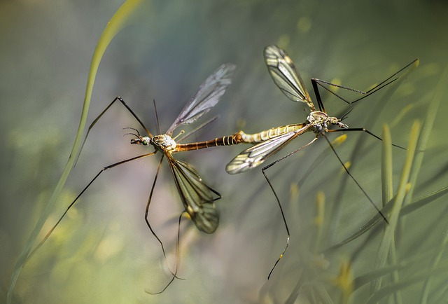 Le piante antizanzare migliori per l'estate