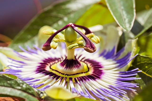 Il fiore della passiflora