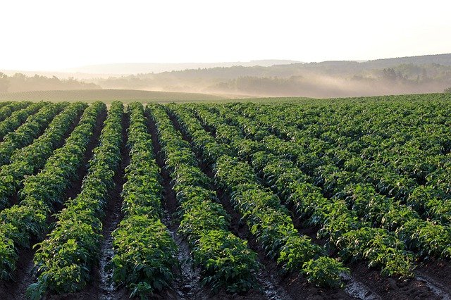 Un campo di patate in cui presto entrerà in azione uno scavapatate