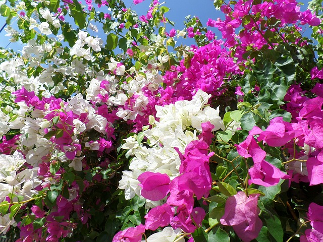Fiori della bouganville