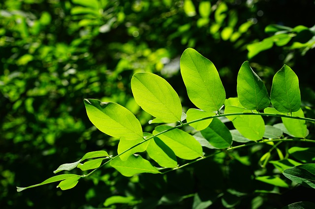 parassiti e foglie bucate