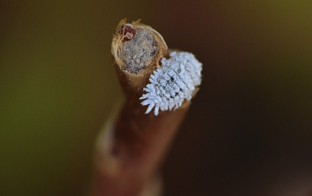 cocciniglia che attacca la pianta