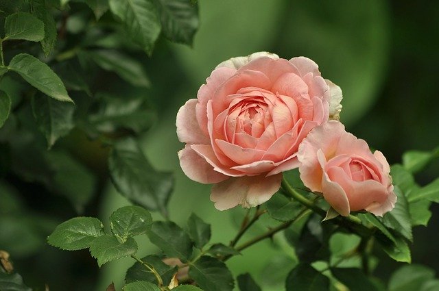 cause delle Rose con foglie bucate