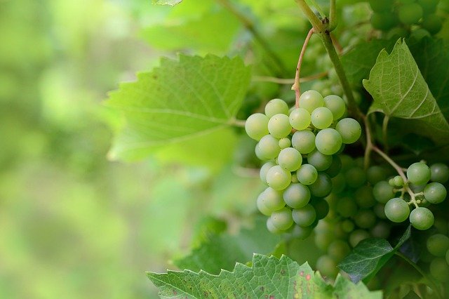 La vite è una pianta molto delicata