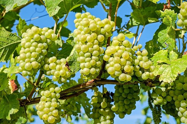 Grappoli d'uva
