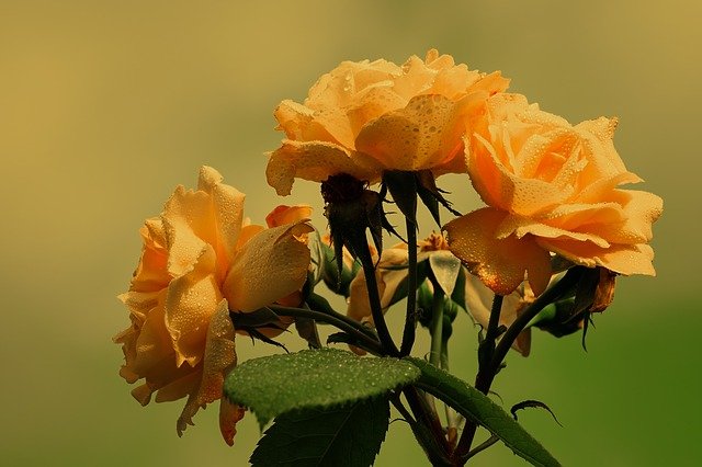 parassiti delle rose