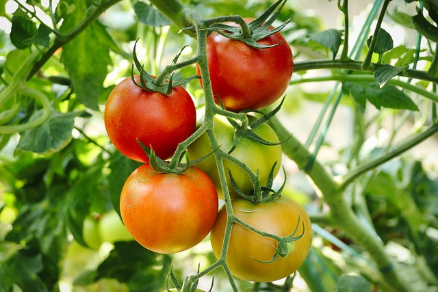 Pomodori di vari colore