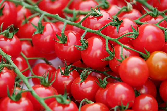 origini delle malattie del pomodoro in serra