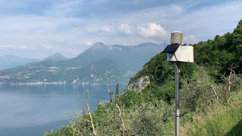 coltivazione mandorlo