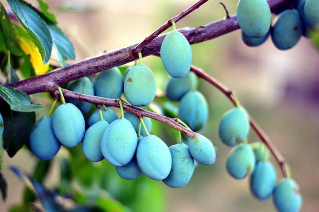 Rimedi per il corineo del susino