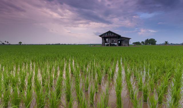 oryza
