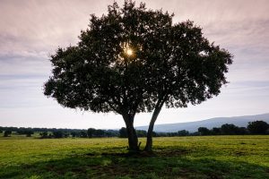 il leccio è una pianta secolare