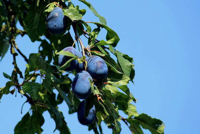 Prugne sull'albero