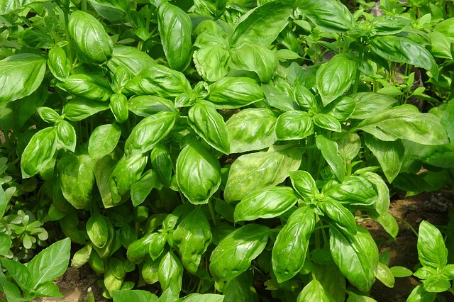 le lumache attaccano il basilico